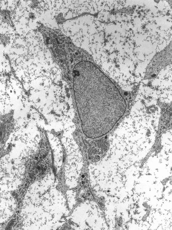 Những protein kể trên là thành tố không thể thiếu trong một lá gan khỏe, chúng gửi đi tín hiệu khiến tế bào sinh sôi và hình thành mao mạch.