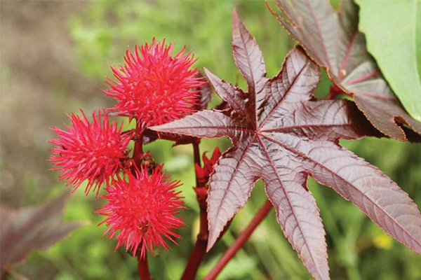 Hạt thầu dầu (Ricinus communis) thường dùng để sản xuất dầu thầu dầu, một sản phẩm vốn được coi là rất bình thường. Trong ngành dược thường được dùng làm thuốc tẩy, trước đây có loại dầu tẩy giun, trong đó có dầu thầu dầu và tinh dầu giun.