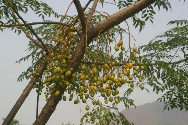Nếu vô tình ăn quả xoan hay lá xoan, nạn nhân sẽ gặp các triệu chứng như mất vị giác, nôn mửa, táo bón hoặc tiêu chảy, phân có máu, tổn thương dạ dày, sung huyết phổi, trụy tim chỉ sau vài giờ. Nếu không kịp thời cứu chữa thì sẽ mất mạng sau 1 ngày.