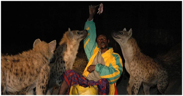 Cảnh tượng phổ biến trong thành phố Harar có tường bao quanh ở Ethiopia là những con linh cẩu lang thang trên đường phố để tìm kiếm thức ăn. Ở đây, linh cẩu không làm hại con người, và con người không sợ động vật. Mời các bạn xem video: Khung cảnh thiên nhiên tuyệt đẹp tại các quốc gia ít dân nhất thế giới
