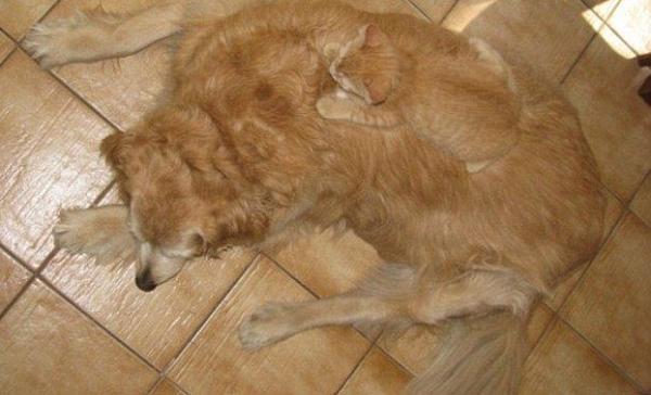 Lợi dụng màu lông giống hệt nhau, mèo con "tàng hình" trên lưng một con chó.