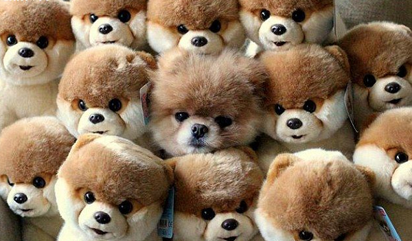 Hãy tìm ra chú chó bông lạc loài trong bức ảnh này.