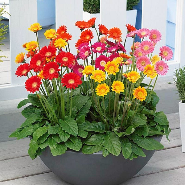 Hoa đồng tiền mang lại nhiều may mắn, sức khỏe, tuổi thọ mà giá thành khá rẻ nên được nhiều gia đình lựa chọn để chơi hoa trong ngày Tết. Bạn có thể đặt một chậu hoa đồng tiền trước cửa nhà, trong phòng khách hoặc cắm thành lọ trang trí như một lời chúc ý nghĩa cho gia đình trong ngày đầu năm mới.