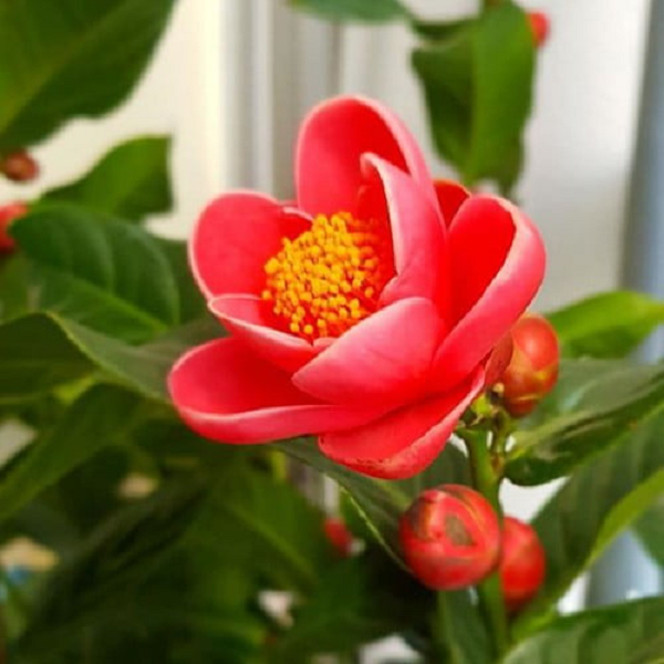 Hoa hải đường là loài hoa tượng trưng cho mùa xuân. Trong phong thủy, loài hoa này mang lại phú quý, làm ăn tấn tới, may mắn cho gia đình. Ngoài ra, hoa hải đường còn tượng trưng có tình cảm anh em hòa hợp, cuộc sống vui vậy và tình bạn thân thiết.