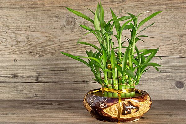 Cây phát tài phát lộc là loại cây được rất nhiều gia đình yêu thích, bài trí trong không gian vào dịp tết với ý nghĩa đem lại thật nhiều may mắn, tài lộc về cho gia đình. Theo phong thủy, số lượng cây phát tài, phát lộc được trồng trong một chậu sẽ có ý nghĩa khác nhau.