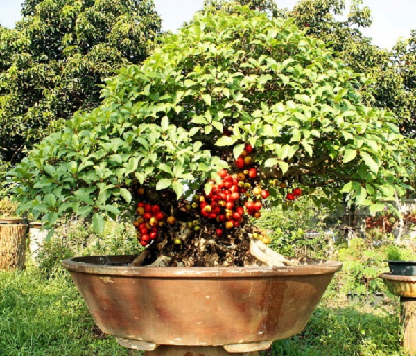 Cây sung được xem là một trong những cây cảnh đặc trưng cho ngày Tết cổ truyền của dân tộc. Từ cái tên mà chúng ta thường gọi về loại cây này cũng đủ thể hiện hết ý nghĩa và sự may mắn của nó đem lại. Và những trái sung thì tròn đầy, căng mọng biểu hiện sự no ấm, sung túc, tròn đầy, mang lại sự vẹn toàn về vật chất và tinh thần cho chủ nhà trong năm mới.
