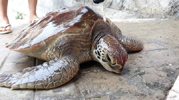 Con rùa biển này thuộc loài họ vích, trọng lượng khoảng 10kg. Con vích biển có tên khoa học là Lepidochelys olivacea – một loài thuộc họ rùa biển.