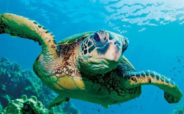 Đầu của chúng có màu xanh xám hoặc nâu đỏ. Con vích biển có phần đầu khá ngắn, hình tam giác và có một số chiếc vảy ở trên đỉnh. Tứ chi của con vích biển có hình dạng giống như mái chèo, mỗi chân có 2 móng vuốt. Bụng dưới phẳng, có màu trắng xanh hoặc vàng kem tùy theo độ tuổi.