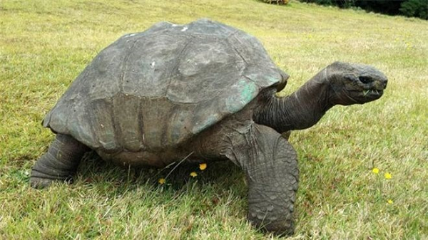 Người ta đã phát hiện một con rùa có tuổi thọ cực cao được đặt tên là Adwaita. Theo tìm hiểu thì Adwaita được sinh ra vào thời Càn Long, có thể là vào năm 1750.