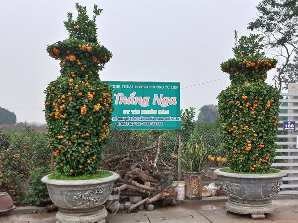 Cặp lục bình lớn được tạo tác từ quất đặt ngay ven đường, đầu cổng vào nhà vườn Thắng Nga. 2 chậu cây này cao khoảng 3m, được cắt tỉa, uốn nắn kỳ công. Nhiều vị khách đến đây trầm trồ, xuýt xoa, ướm hỏi giá. Tuy nhiên, chủ nhân cặp quất độc đáo nhất quyết không bán, tiết lộ lý do muốn làm lễ cũng tiến vào đình làng Tứ Liên để trưng trong dịp Tết Nhâm Dần 2022.
