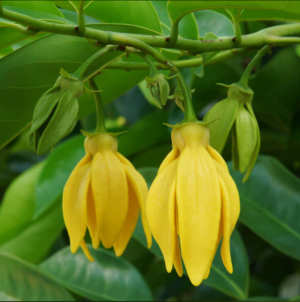 Tinh dầu Ylang Ylang là một trong những thành phần chính của nước hoa huyền thoại Chanel số 5. Mùi thơm của tinh dầu Ylang Ylang thường được pha trộn khá tốt với phần lớn các loại mùi cây cỏ, hoa quả và gỗ.
