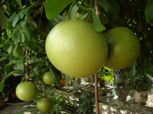 Đào tiên có quả hình dáng giống quả bưởi da xanh, bên trong chứa nhiều thịt mềm ăn ngọt ngọt giống vị cam thảo. Loại đào tiên này đặc biệt cho ra quả khá nhiều.
