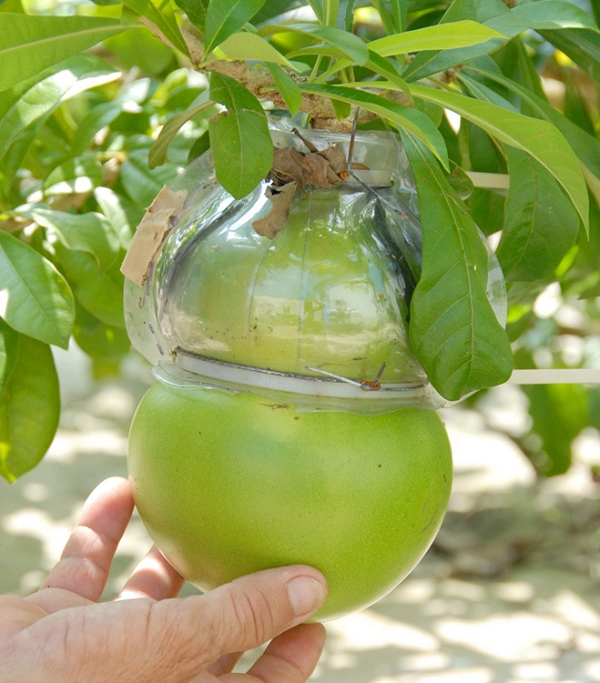 Dùng quả Đào Tiên đã chín để xào cùng rượu đế trắng, khi hỗn hợp còn nóng thì bọc vào bên trong khăn mỏng. Dùng tấm vải đắp lên chỗ đau để khắc phục tình trạng đau nhức xương khớp.