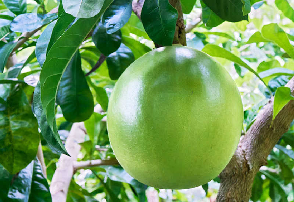 Khi quả chín vào tháng 10 -12 hàng năm, người ta tiến hành thu hái lấy quả để dùng tươi hoặc dùng khô. Nếu dùng khô thì đem bổ đôi quả, bỏ hạt, lấy phần thịt bên trong đem thái mỏng phơi khô để bảo quản dùng dần.