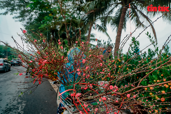 Các điểm bán hoa, cây cảnh Tết xuất hiện hai bên đường Lạc Long Quân.