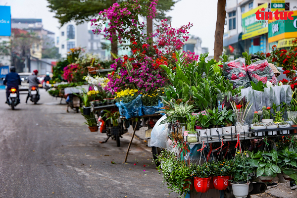 So với các chợ hoa khác thì chợ hoa Hoàng Hoa Thám có đầy đủ các loại hoa được nhập khẩu từ nhiều nước, nên thu hút người mua đông hơn.
