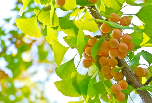 Trong nhiều loại cây, cây bạch quả được coi như là báu vật. Tên gọi khác của bạch quả là Ngân Hạnh - giống cây quý hiếm. Lá cây vào mùa thu có màu vàng rực rỡ, vốn là loài cây nhiều lá nên khi chuyển sang màu vàng người ta thường bị vẻ đẹp tráng lệ này cuốn hút.