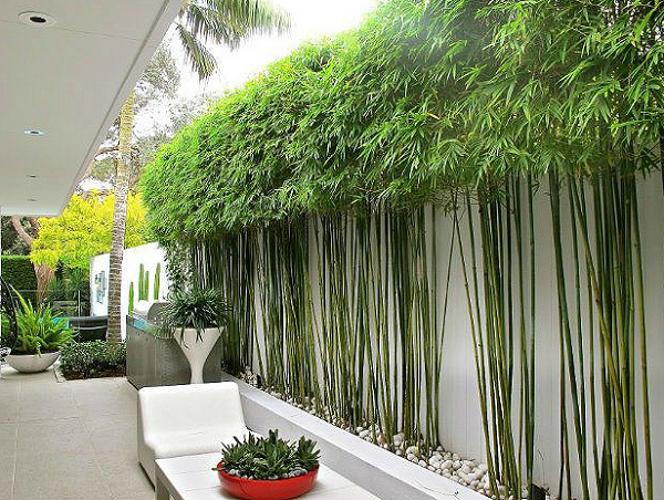 Trong số những cây nên trồng trước cửa nhà, không thể kể thiếu các loai trúc, tre. Hai loại cây này dáng mảnh, cao ráo, vừa mang nét mềm mại vừa mang nét oai phong của người quân tử, dù gặp mưa gió bão bùng vẫn hiên ngang nên có khả năng xua đi rủi ro, đem lại may mắn cho gia chủ.