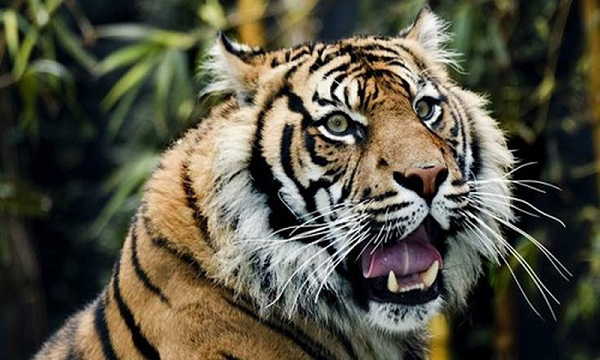 Hổ Sumatra không sợ nước và bơi giỏi. Đặc biệt chúng có màng chân giữa các ngón chân. Hiện nay nông dân đã nhận ra lợi ích của hổ Sumatra khi chúng săn những con lợn rừng hay phá hoại mùa màng.