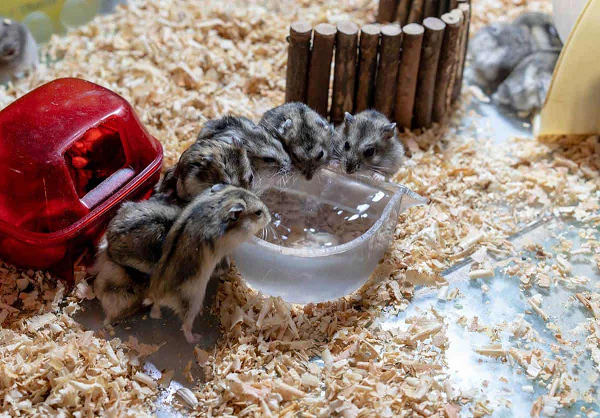 Thức ăn tích trữ của chuột có thể sẽ bị lên men sau thời gian dài, nhất là để đồ cho tới mùa đông. Thói quen tiêu thụ đồ ăn lên men giúp chúng có khả năng uống được rượu nhiều hơn.