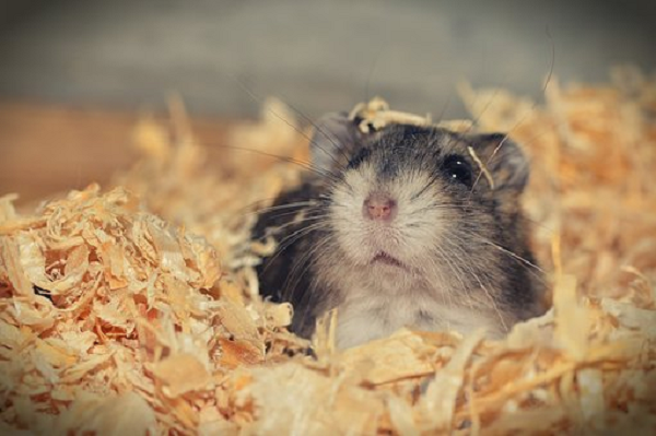 Vào những năm 1990, trong một thí nghiệm cai rượu cho những con hamster "nát", các nhà khoa học đã phải dỗ chúng uống từng loại nước một, từ nước ép cà chua, nước ép đào, nước ép xoài, nước đường cho tới sữa dinh dưỡng Ensure Plus vị sô cô la.