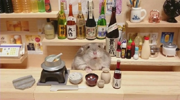 Khi cho vào chuồng rượu Everclear 190, chúng sẽ ngay lập tức sà vào và liếm láp, mỗi con hamster có thể uống tới 18 gam rượu loại này tính trên mỗi kg trọng lượng cơ thể. Nó tương đương với một người đàn ông trưởng thành uống hết 1 lít rưỡi rượu Everclear 190.