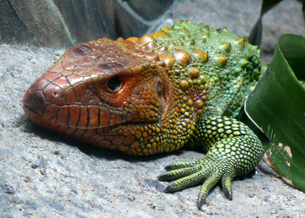 Thằn lằn caiman là một loài thằn lằn thuộc chi Dracaena được tìm thấy ở phía bắc Nam Mỹ.