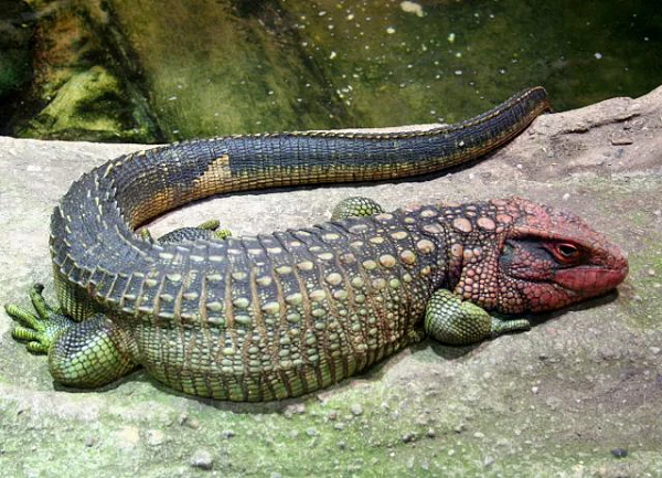 Cơ thể của thằn lằn caiman rất giống với cơ thể của một con cá sấu. Chúng thường mang màu xanh lá cây tươi sáng với một số sọc màu xanh đậm nhẹ.