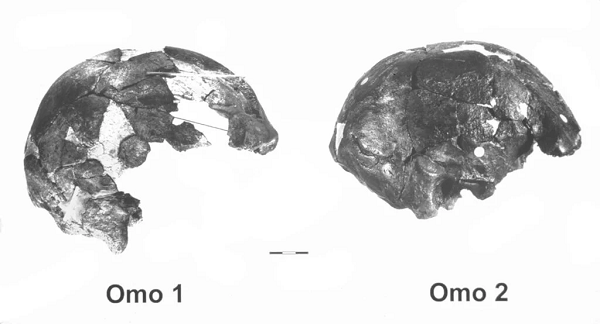 Điều này có ý nghĩa vô cùng to lớn. "các hóa thạch Homo sapiens được tìm thấy trước đây chỉ khoảng 200.000 năm tuổi trở xuống", tiến sĩ Céline Vidal từ Khoa Địa lý Đại học Cambridge, tác giả chính của bài báo cho biết.