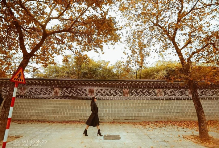 Những ngày gần đây, con đường trồng hai hàng phong lá đỏ nằm bên cạnh Đại sứ quán Hàn Quốc, khu Ngoại giao đoàn (Bắc Từ Liêm, Hà Nội), thu hút sự chú ý của những tín đồ sống ảo. Ảnh: Le Hiep/ Hà Nội Riviu