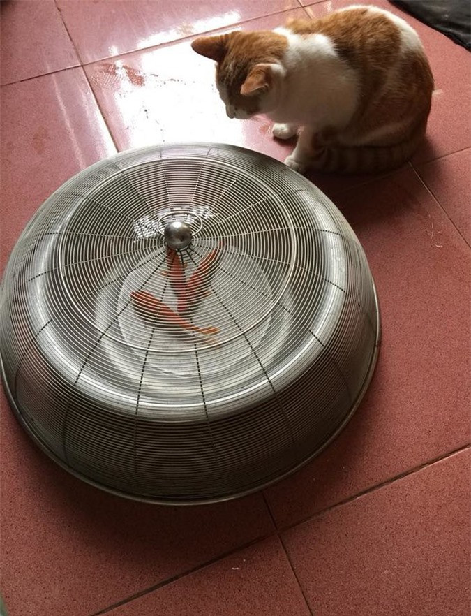 Chủ rất tỉnh khi dùng lồng bàn bảo vệ cá cho ông Táo.