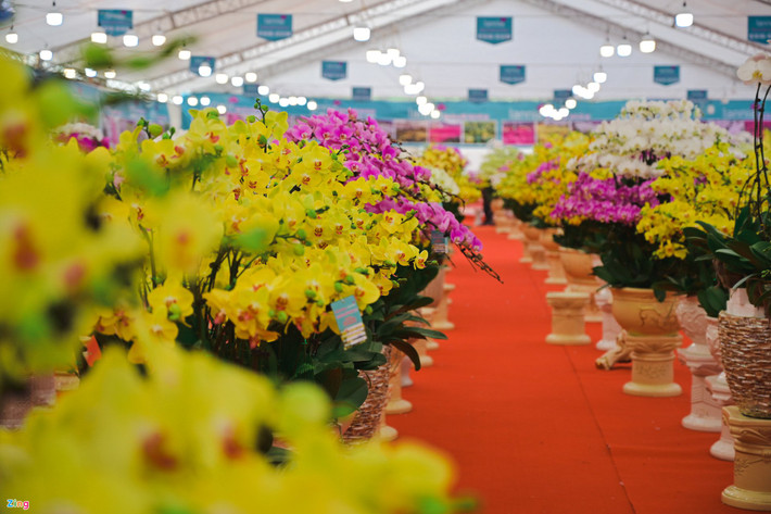 Hoa lan hồ điệp xuất xứ từ Đà Lạt có tới hàng trăm chậu, đa dạng mẫu mã, được phân loại từ số cành, kích thước cành, cách bài trí... với giá cả khác nhau. Giá bán lẻ theo cành từ 300.000-500.000 đồng, giá bán theo chậu từ 5 triệu đến hơn 100 triệu đồng.