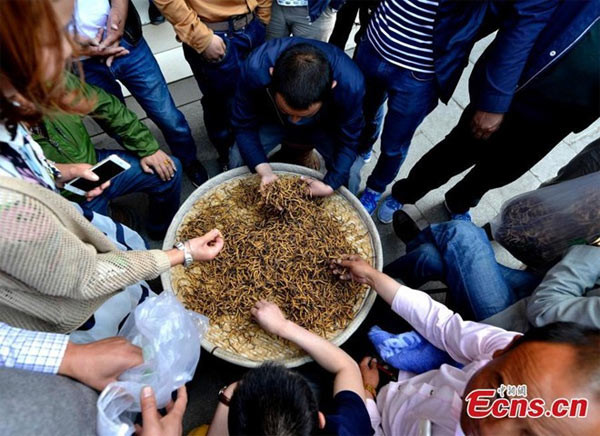 Khi sợi nấm phát triển mạnh, chúng xâm nhiễm vào các mô vật chủ, sử dụng hoàn toàn các chất dinh dưỡng trong cơ thể sâu. Đến một giai đoạn nhất định (thường vào mùa hè ấm áp), nấm bắt đầu mọc ra khỏi sâu như ngọn cỏ và vươn lên khỏi mặt đất, phát triển thành dạng cây (hình dạng giống thực vật) và phát tán bào tử.