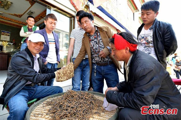 Vào mùa đông, nấm bắt đầu ký sinh vào sâu non. Chúng ăn hết chất dinh dưỡng của sâu non khiến sâu chết. Không ai biết cách thức nấm xâm nhập cơ thể sâu. Rất có thể sâu ăn bào tử nấm hoặc chúng mắc bệnh nấm ký sinh từ các lỗ thở.