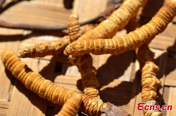 Trên thực tế, đông trùng hạ thảo là dạng ký sinh của loài nấm Ophiocordyceps sinensis trên cơ thể ấu trùng của vài loài bướm thuộc chi Thitadores.