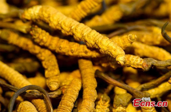 Đây là thời điểm số lượng đông trùng hạ thảo ở Tây Tạng đạt đỉnh trong năm. Người Trung Quốc săn lùng chúng trên các vùng núi cao thuộc cao nguyên Tây Tạng và tỉnh Tứ Xuyên.