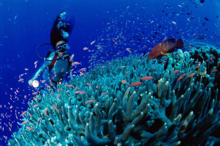 Các địa phương như Nha Trang, Côn Đảo, Cù Lao Chàm đã và đang nỗ lực nâng cao chất lượng dịch vụ, bảo vệ, phát triển hệ sinh thái biển, tạo ra một môi trường lý tưởng cho du khách yêu thích các hoạt động dưới nước. Ảnh Internet