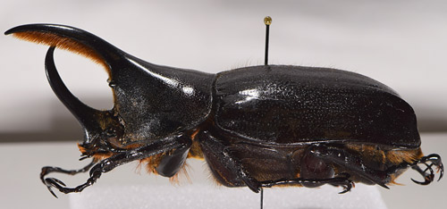 Bọ cánh cứng lực sỹ có thể đạt chiều dài lên đến 17 cm (tính cả sừng). (Ảnh:Entomology)
