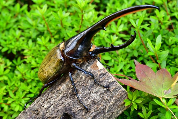 Tên gọi “lực sỹ” không hề đùa, vì chúng thực sự có khả năng mang một vật nặng hơn khung hình của chúng đến 850 lần! Điều này là nhờ vào lớp vỏ dày và cơ bắp mạnh mẽ.(Ảnh:Fact Animal)