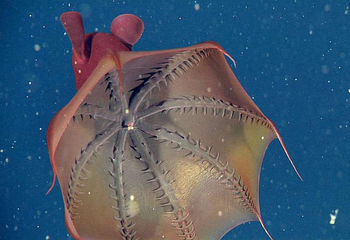 3. Mực ma (Vampyroteuthis infernalis) là một trong những sinh vật đáng sợ nhất của đại dương sâu thẳm. Với lớp da màu đỏ sẫm và các gai nhỏ bao phủ khắp cơ thể, chúng thực sự trông giống như sinh vật trong những cơn ác mộng. Loài mực này sống ở độ sâu từ 600 đến 900 mét, và có thể phát sáng nhờ khả năng phát quang sinh học. Chúng sử dụng cặp "cánh tay" dài để bẫy và ăn những sinh vật nhỏ trong vùng nước xung quanh.(Ảnh: montereybayaquarium)