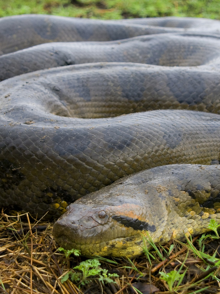Trăn anaconda, còn được gọi là trăn Nam Mỹ nước, là một loài rắn khổng lồ sống ở lưu vực sông Amazon, Nam Mỹ.(Ảnh:nationalgeographic)