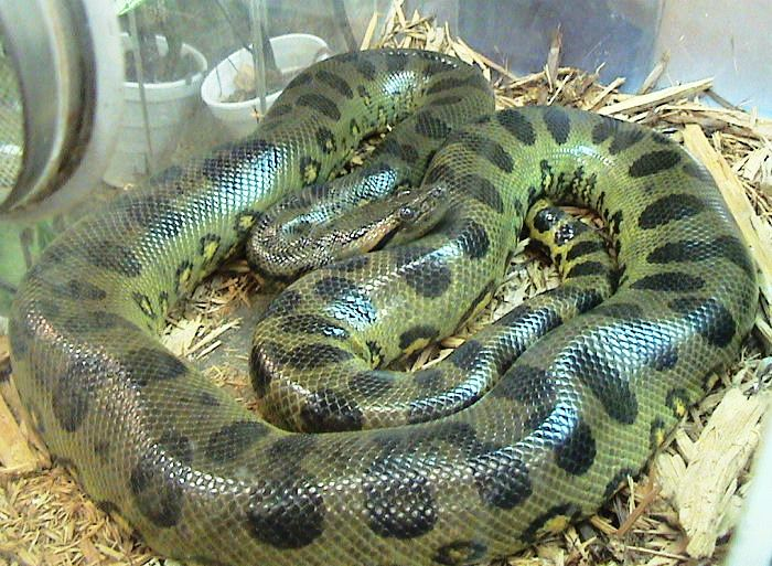 Trăn anaconda xanh (Eunectes murinus) là loài lớn nhất trong họ Trăn Nam Mỹ. (Ảnh:Wikipedia)