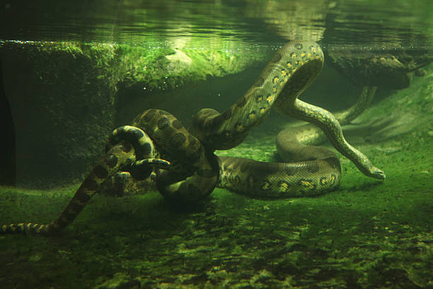 Tên “anaconda” có nguồn gốc từ phương ngữ bản địa. Có nhiều giả thuyết về nguồn gốc của từ này, bao gồm từ ngôn ngữ Sinhal của Sri Lanka (“henakanday” có nghĩa “rắn thần sấm”) và ngôn ngữ Tamil (“anaikondran” có nghĩa “Sát Tượng” - Giết cả voi). (Ảnh:iStock)
