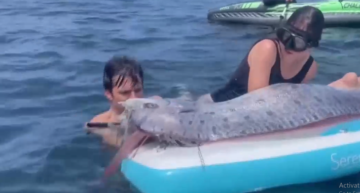 Loài cá này còn gọi là cá Oarfish, sống ở độ sâu khoảng 1.000 m dưới lòng đại dương và rất ít khi được nhìn thấy. Viện Hải dương học Scripps đã tiếp nhận xác cá để khám nghiệm và trưng bày. Cá mái chèo có thể dài tới hơn 9 m, thường được liên kết với các thảm họa thiên tai, nên còn được gọi là "cá tận thế". Điều trùng hợp là xác cá được tìm thấy chỉ hai ngày trước trận động đất 4,4 độ ở Los Angeles. (Ảnh cắt từ clip)