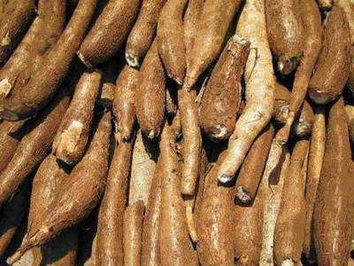 Để tránh bị ngộ độc sắn, trước khi ăn phải bóc sạch vỏ, ngâm vào nước gạo để loại bỏ độc tố. Cắt bỏ hai đầu phần chứa nhiều độc tố, không nên ăn sắn lúc đói sẽ dễ bị ngộ độc. Nếu thấy sắn có vị đắng cần phải bỏ đi. Không nên nướng sắn khi còn nguyên vỏ. Ảnh: Sống khỏe.