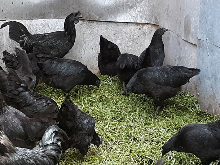 Loại trứng đen này xuất phát từ loài gà Ayam Cemani, một loài gà quý hiếm có nguồn gốc từ Java, Indonesia, và được giới thiệu ở châu Âu từ năm 1998.