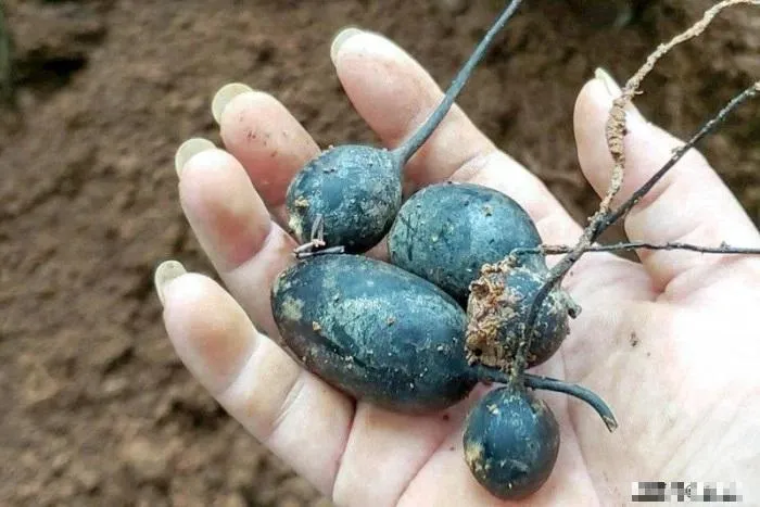 Buổi chiều, ông quyết định đi sâu vào trong và thu được nhiều măng hơn. Khi đào lấy khóm măng cuối cùng, ông phát hiện ra những quả trứng màu đen lạ. Không biết chúng là gì, ông mang về nhà và bán với giá rất rẻ vì không ai biết giá trị của chúng.