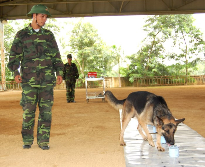 Huấn luyện chó nghiệp vụ nhận biết mùi. Ảnh: Phan Anh.
