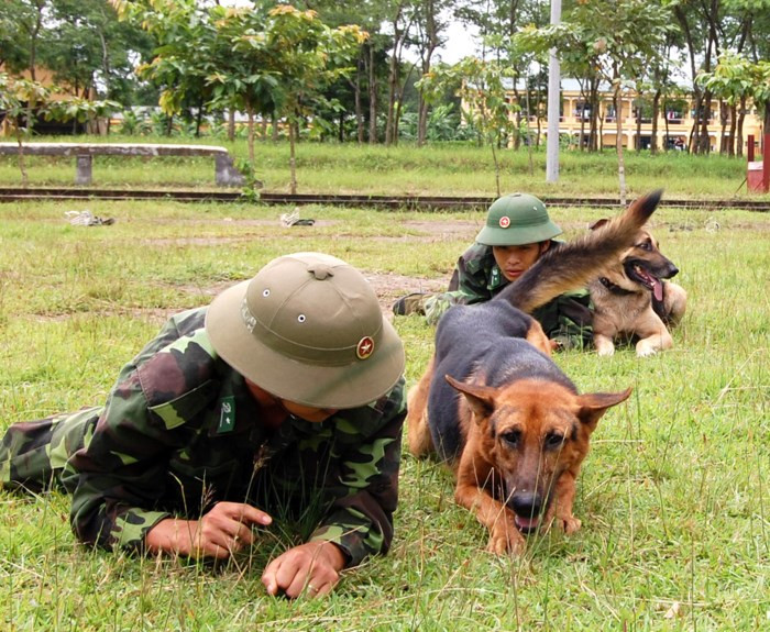 Huấn luyện chó nghiệp vụ cách bò chiến thuật. Ảnh: Phan Anh.