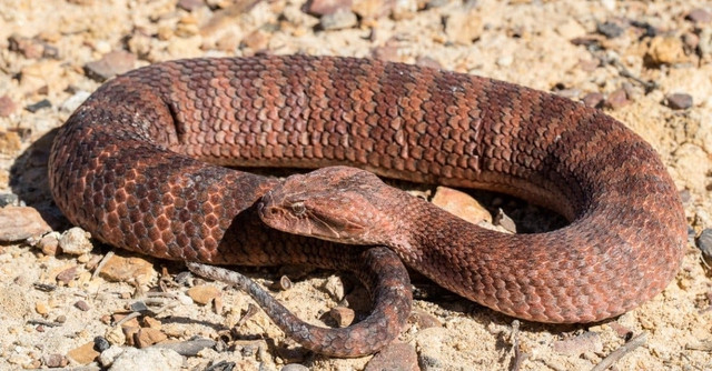 Kích thước tuy khiêm tốn, chỉ dài từ 60cm đến 1 mét, nhưng Death Adder sở hữu nọc độc thần kinh cực mạnh, chỉ trong một phần mười giây, loài rắn này đã có thể tiêm nọc độc và đưa hàm của chúng về vị trí tấn công chủ động. Và hơn một nửa số vụ tấn công bằng nọc độc của chúng vào con người sẽ dẫn đến tử vong nếu không được điều trị.